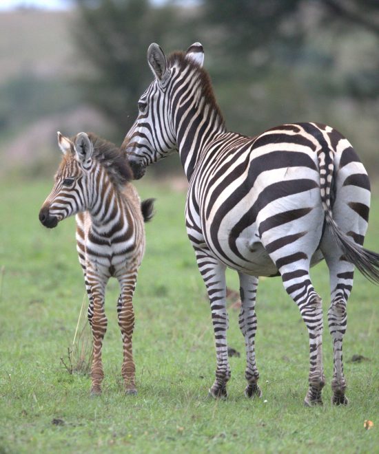 11-Day Northern Circuit Safari and Zanzibar Holiday