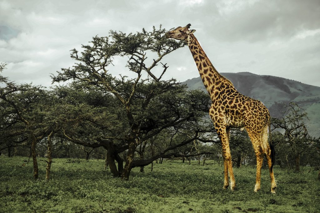 One Day in Arusha National Park
