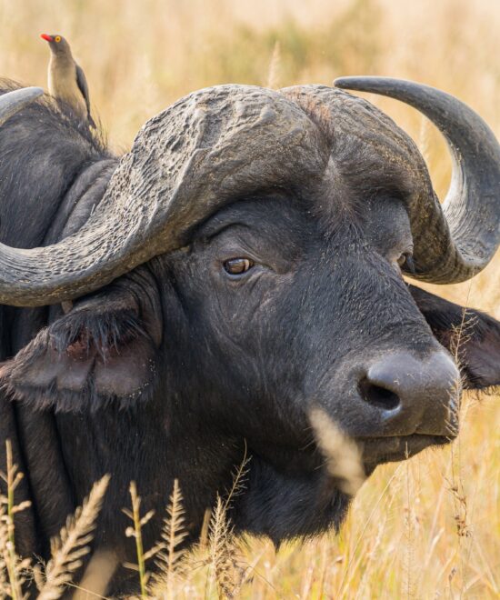2 Days in the Wonders of Ngorongoro Crater