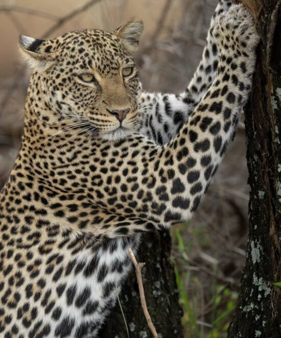 4-Day Tanzania Mid Range Safari Adventure